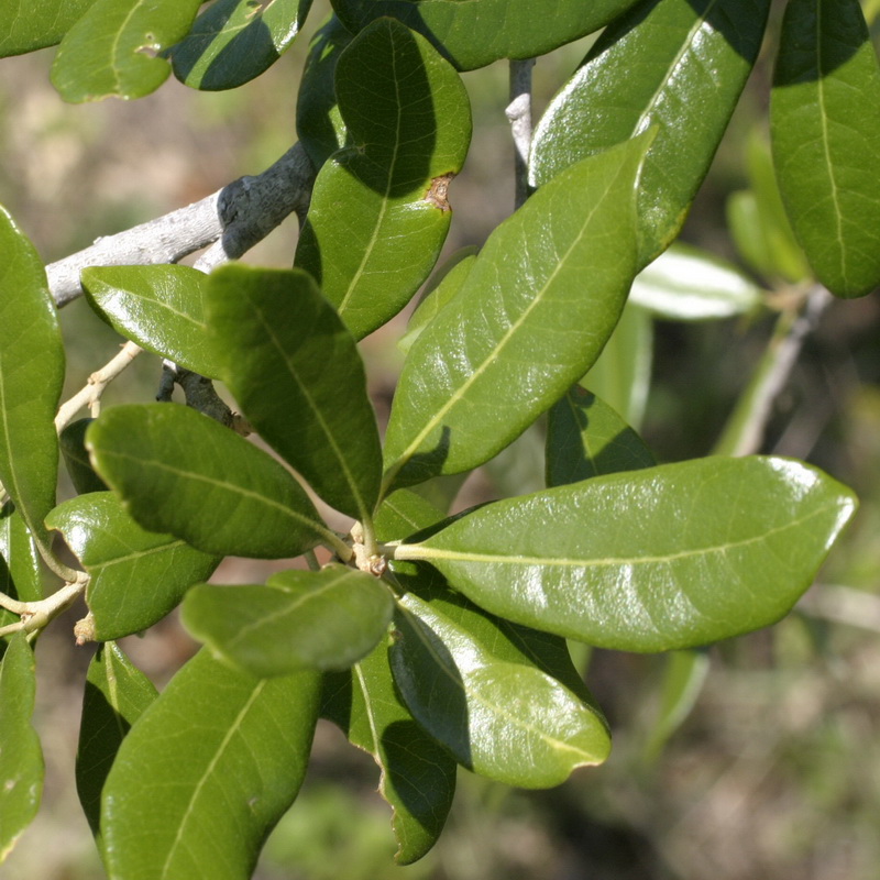 Live oak​: Quercus virginiana (Florida Native Plant Society​)