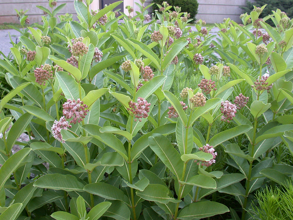 Milkweed​: Asclepias spp.​ (Sustainable Ag Research and Education​)