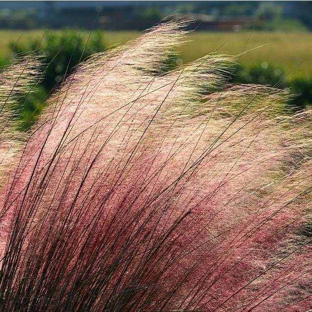 Muhly grass​: Muhlenbergia capillaris (Mid Valley Trees​)