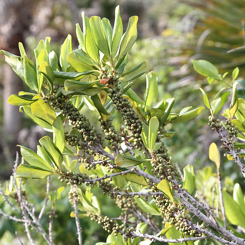 Myrsine​: Myrsine cubana (Florida Native Plant Society​)