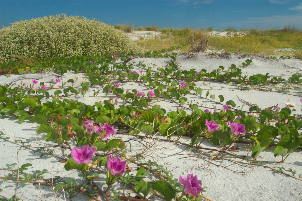 Railroad vine: Ipomoea pes-caprae​ (iNaturalist​)