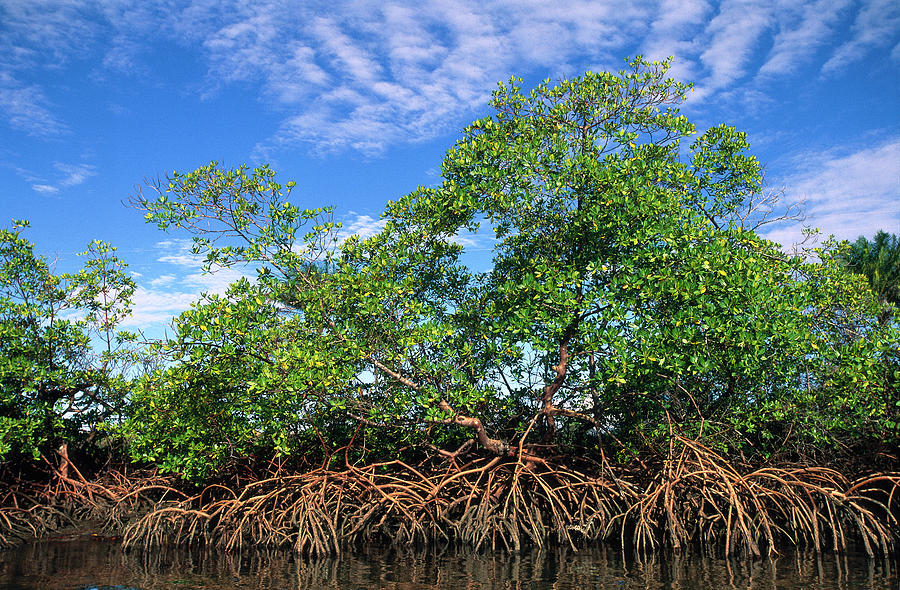 Red mangrove​: Rhizophora mangle (Animals and Earth​)