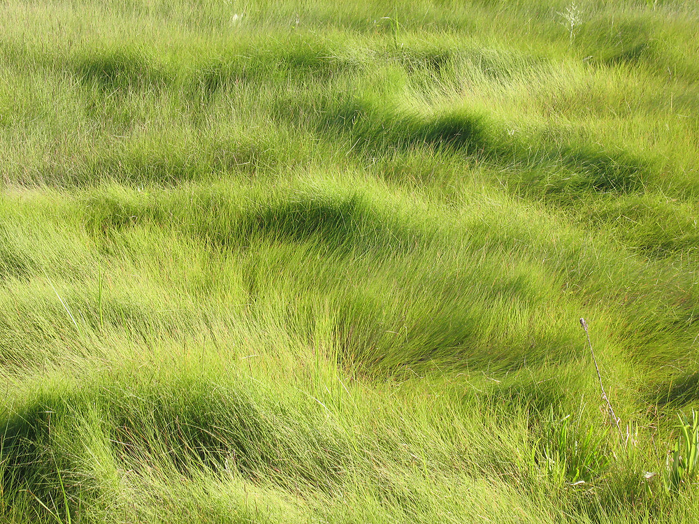 Saltmeadow cordgrass​: Sporobolus pumilus​ (Native Plant Trust​)