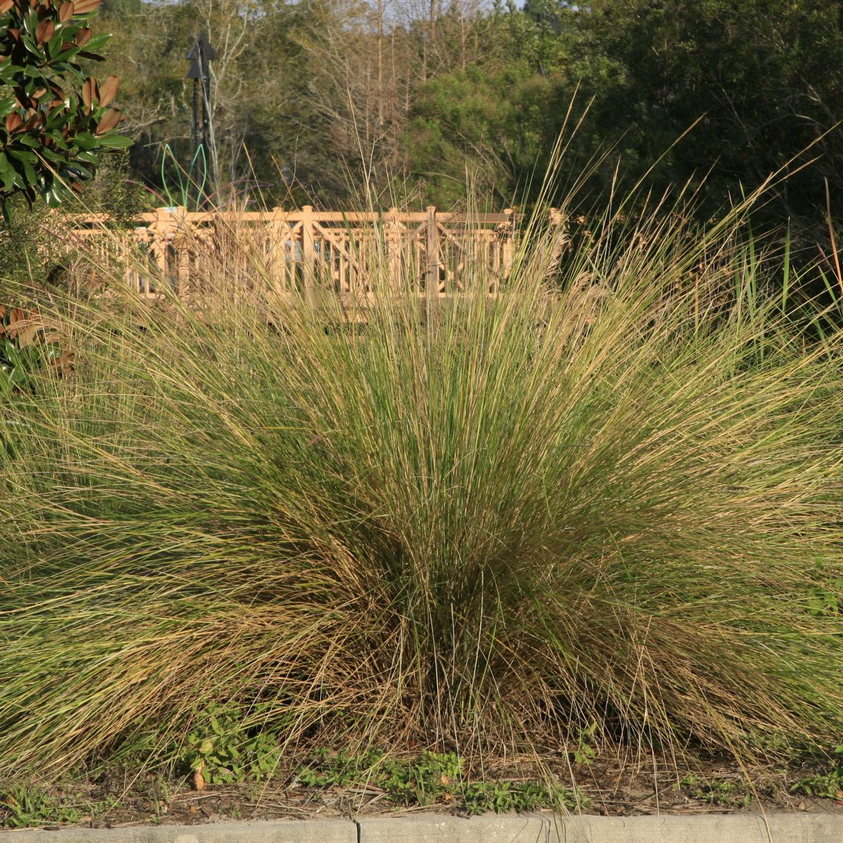Sand cordgrass​: Sporobolus bakeri (Florida Native Plant Society)