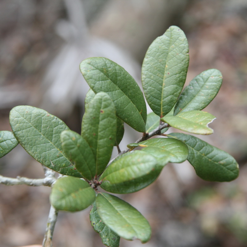 Sand live oak​: Quercus geminata​ (Florida Native Plant Society)