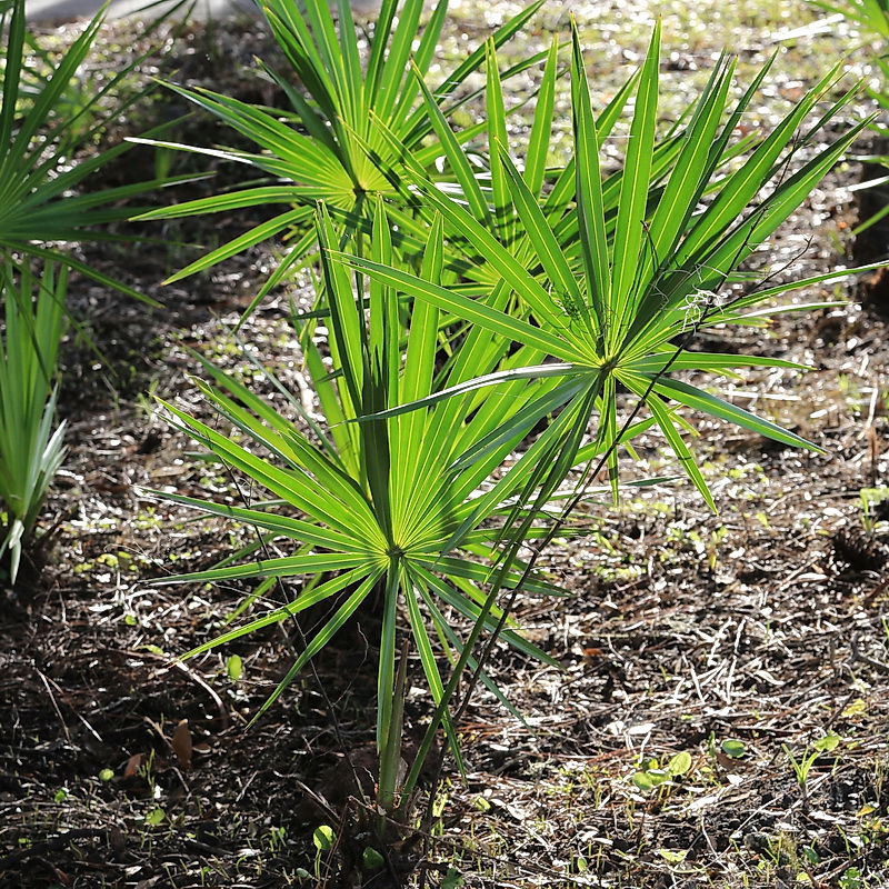 Saw palmetto​: Serenoa repens​ (Florida Native Plant Society)