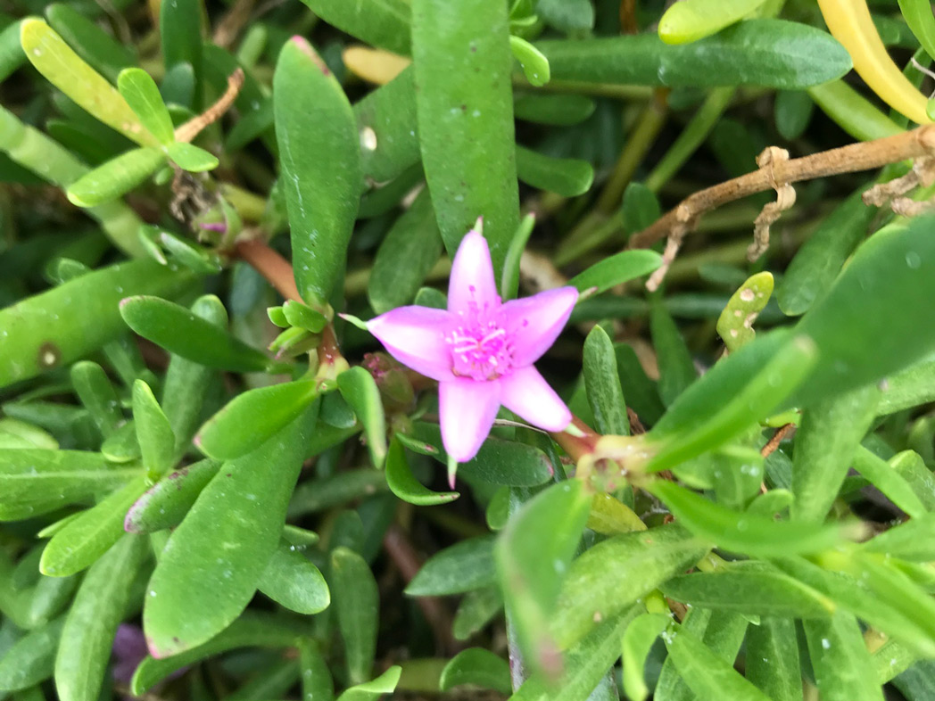 Sea purslane​: Sesuvium portulacastrum (Florida Wildflower Foundation​)