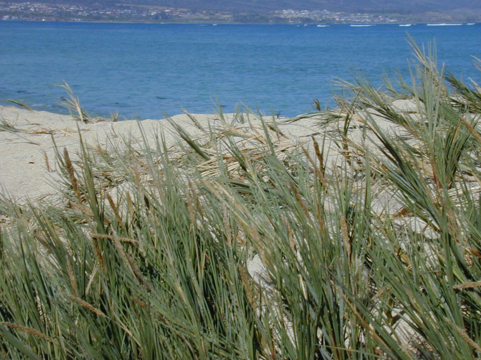 Seashore dropseed: Sporobolus virginicus​ (Forest and Kim Starr​)