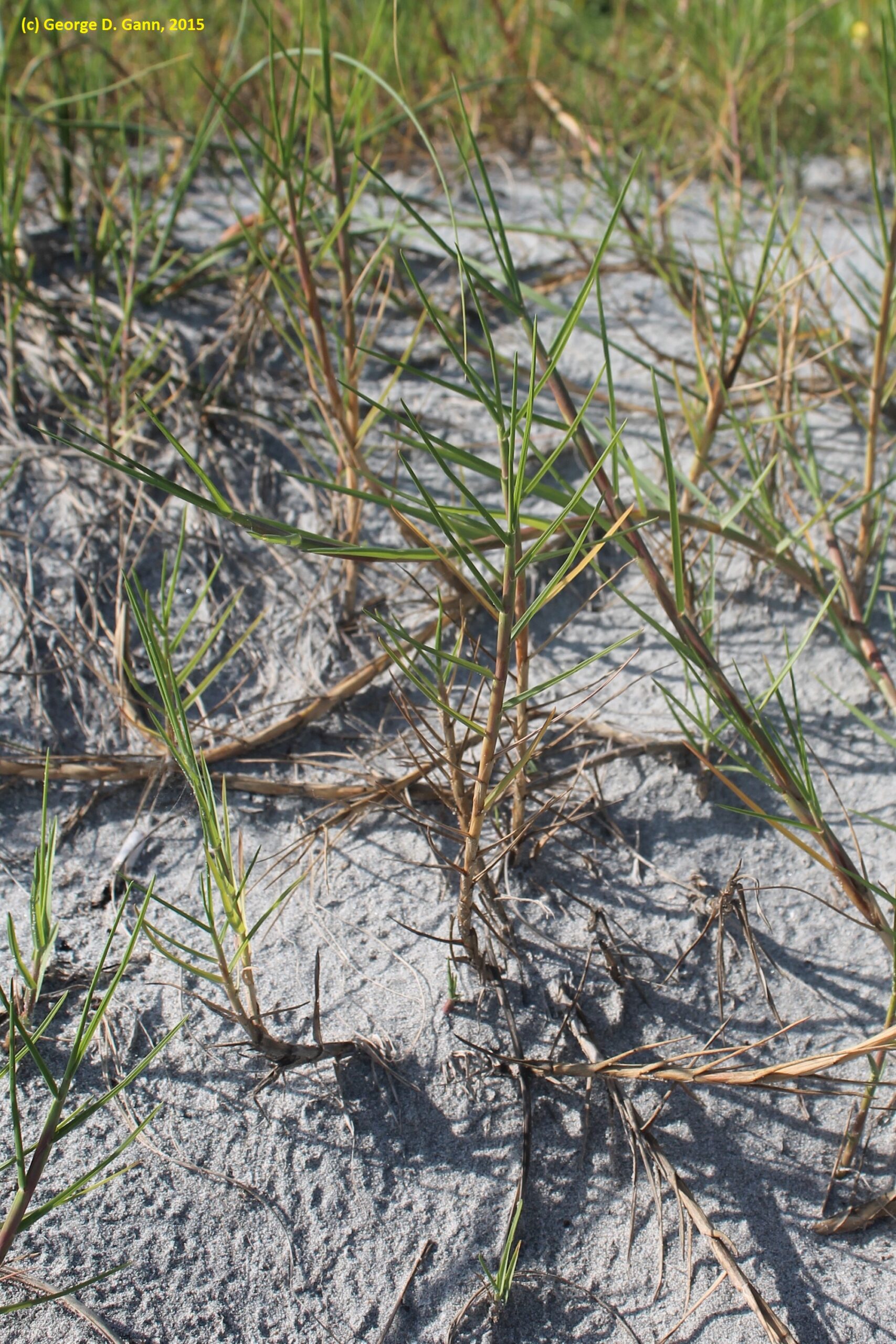 Seashore paspalum: Paspalum vaginatum (George D. Gann)