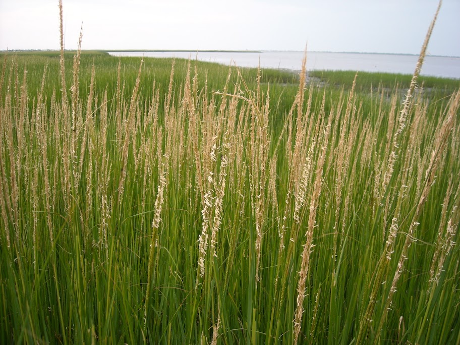 Smooth cordgrass​: Sporobolus alterniflorus​ (Maryland Biodiversity Project)