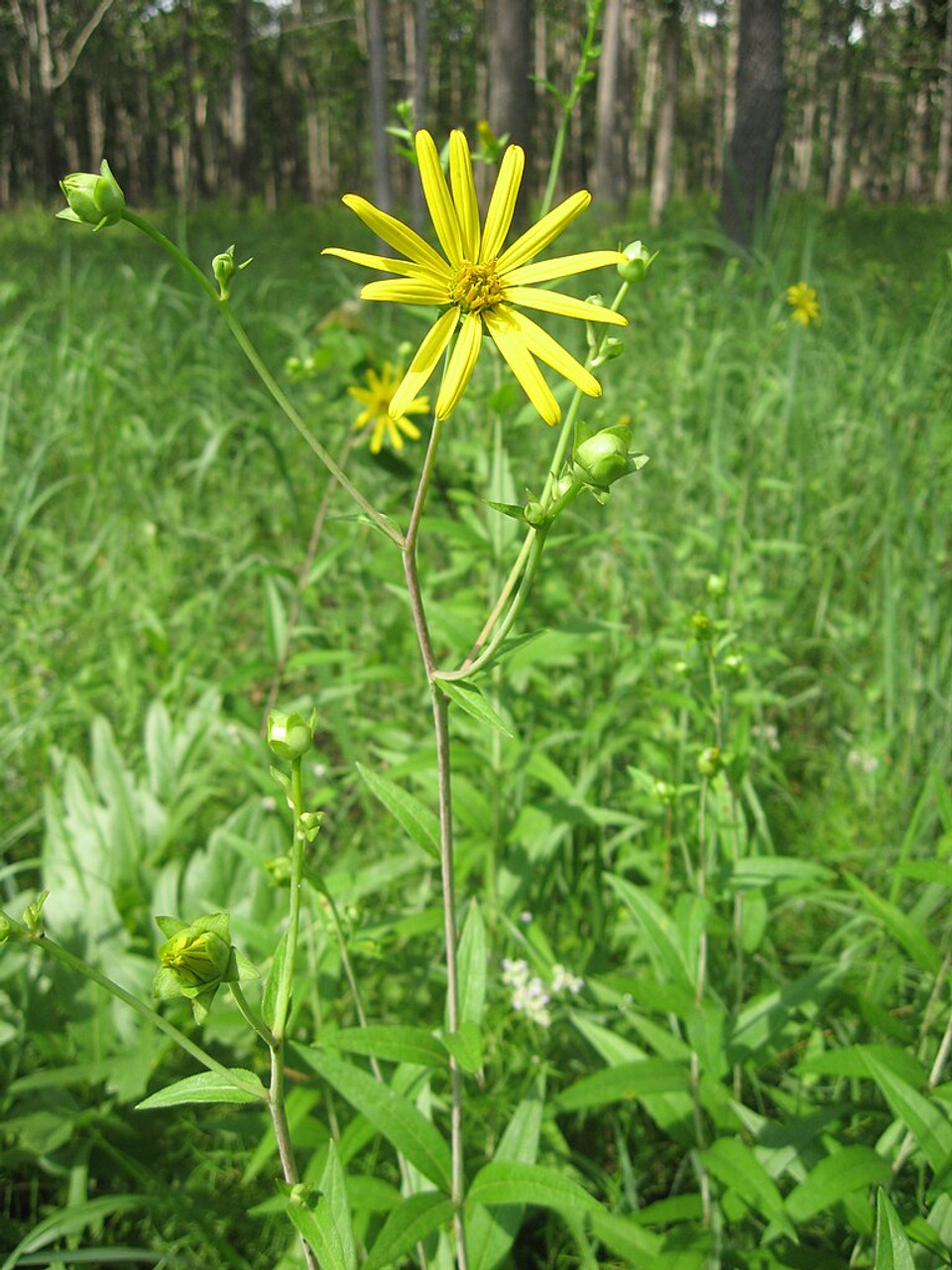Starry rosinweed​: Silphium asteriscus​ (US Perennials)