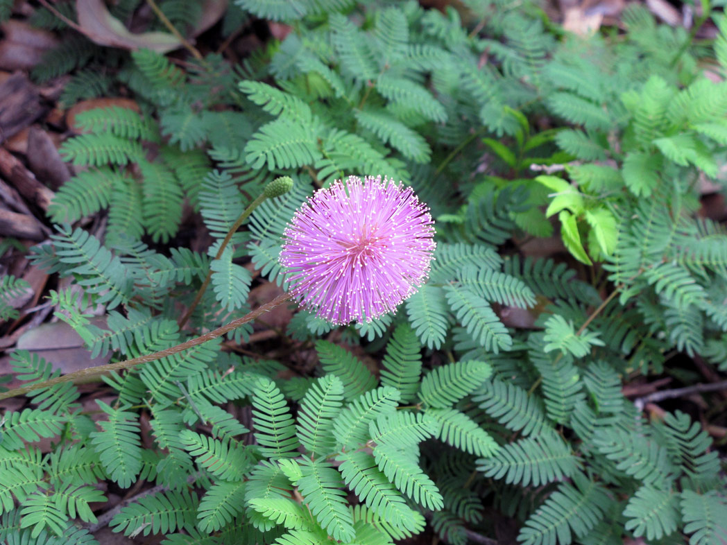 Sunshine mimosa​: Mimosa strigillosa​ (Florida Wildflower Foundation​)