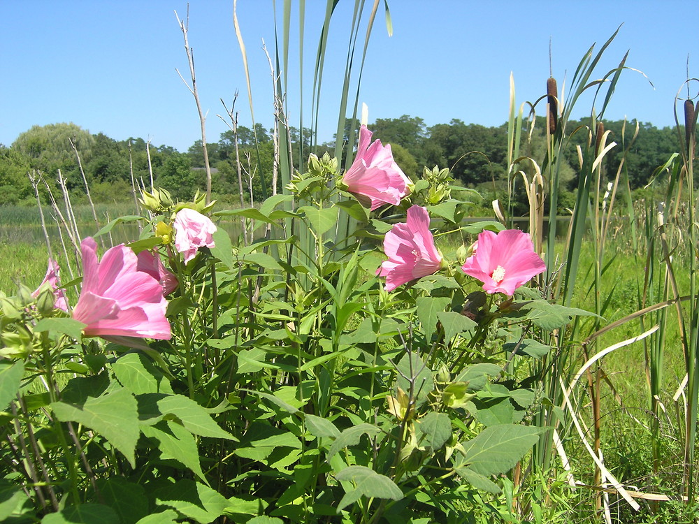 Swamp rose mallow: Hibiscus moscheutos​ (Native Plant Trust​)