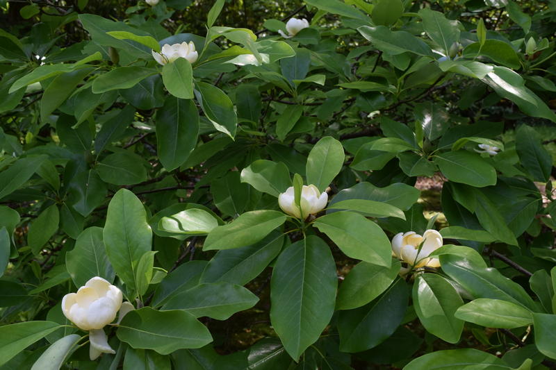 Sweetbay magnolia​: Magnolia virginiana​ (Arboretum Foundation​)