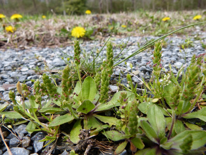 Virginia plantain​: Plantago virginica​ (Maryland Biodiversity Project​)