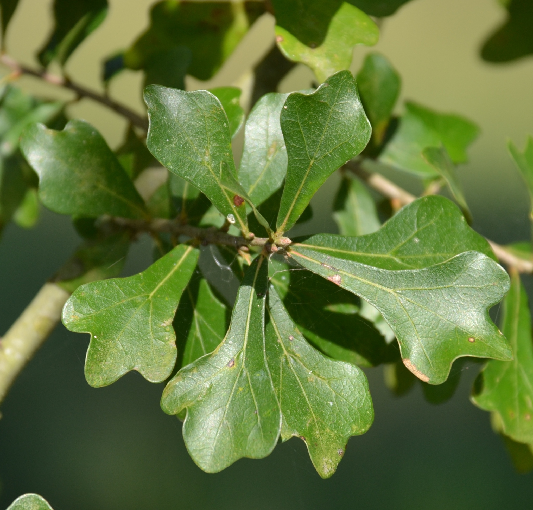 Water oak​: Quercus nigra​ (iNaturalist​)
