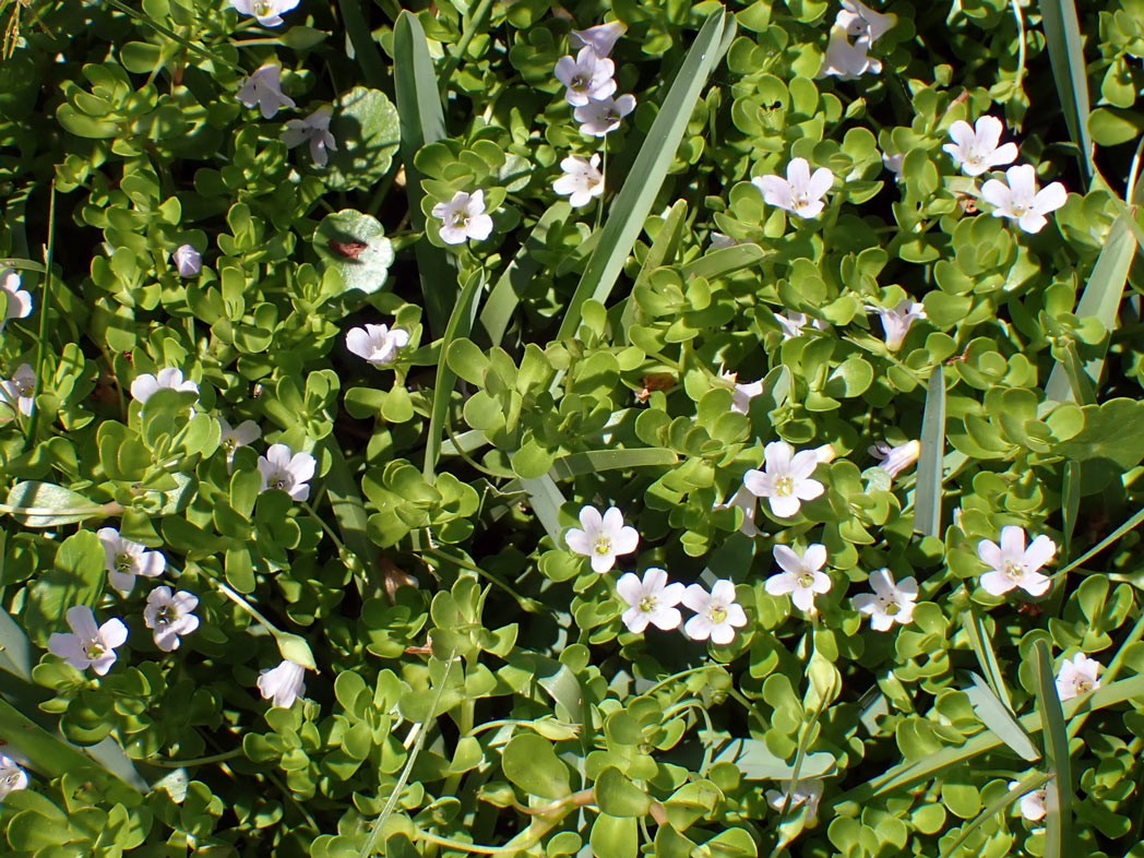 Waterhyssop​: Bacopa monnieri​ (Florida Wildflower Foundation)
