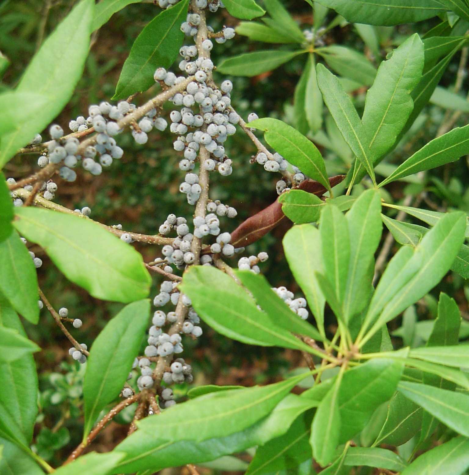 Wax myrtle​: Myrica cerifera (Williamsburg Master Gardener Association​)