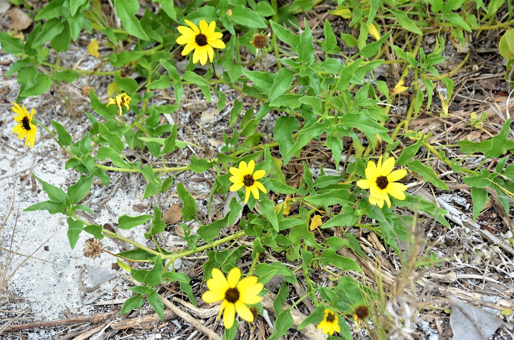 West coast dune sunflower​: Helianthus debilis subsp. vestitus​ (Flickr)