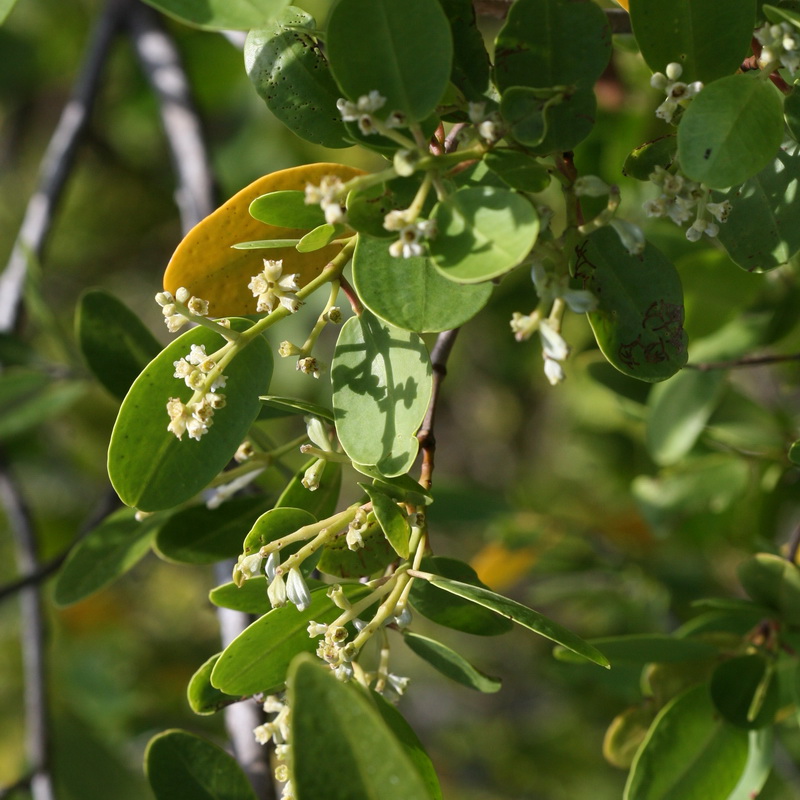 White mangrove​: Laguncularia racemosa​ (Florida Native Plant Society​)
