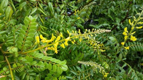 Yellow necklacepod: Sophora tomentosa var. truncata (Florida Nursery Mart​)