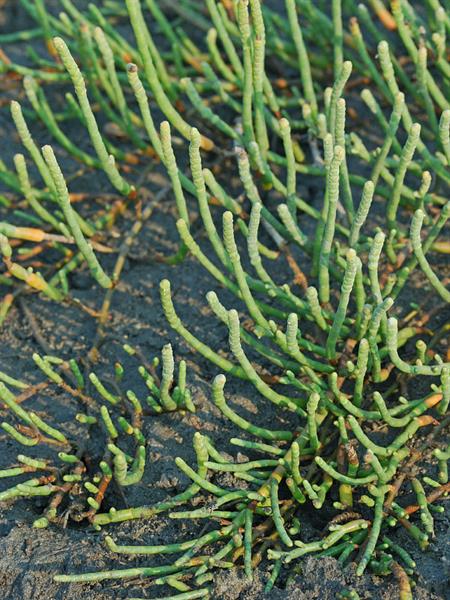 Perennial glasswort​: Salicornia ambigua​ (Flora of Southeastern US​)
