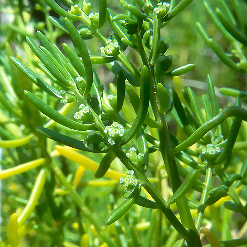Saltwort: Batis maritima​ (Florida Native Plant Society​)