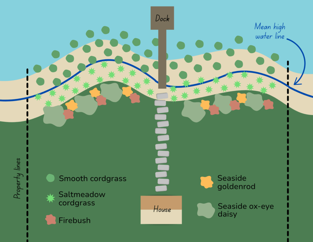 An example planting plan that a contractor may provide when designing your living shoreline project
