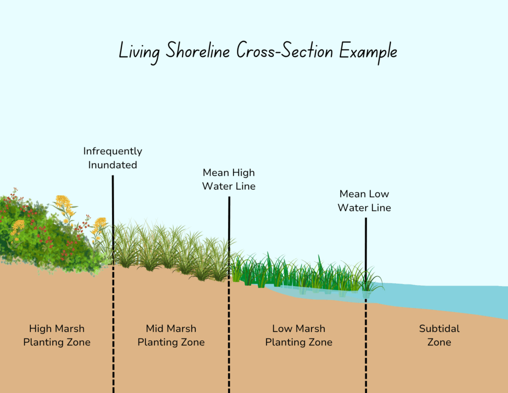 Marsh zonation cross section showing low, mid, and high marsh zones