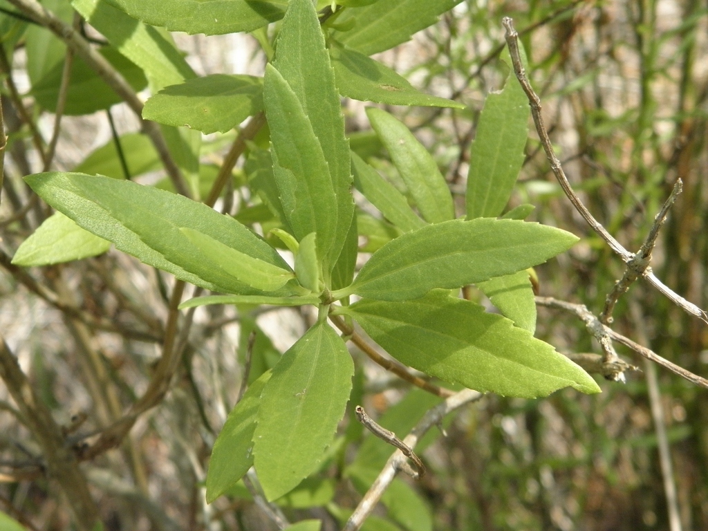A photo of a big-leaf marsh elder plant A photo of a big-leaf marsh elder plant