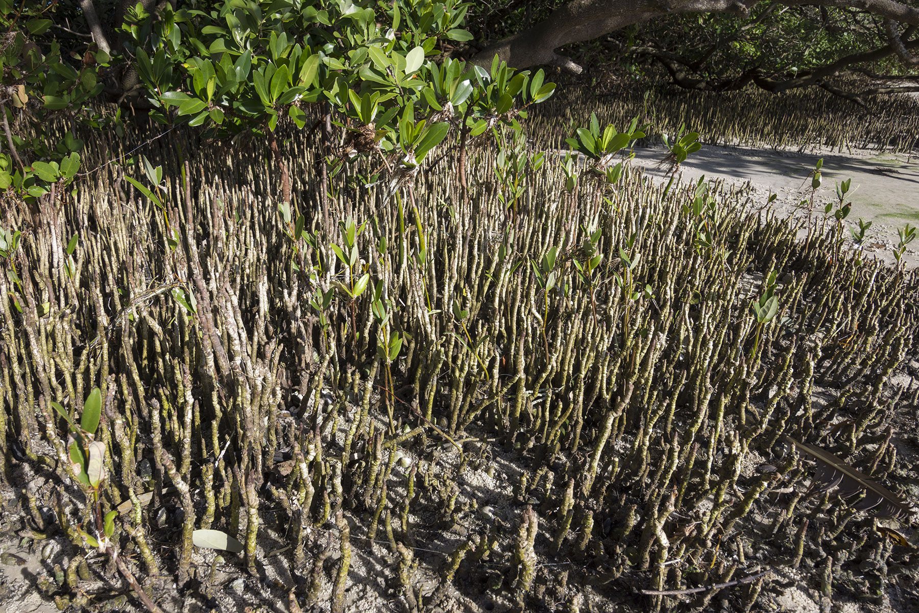 A photo of a black mangrove plant A photo of a black mangrove plant