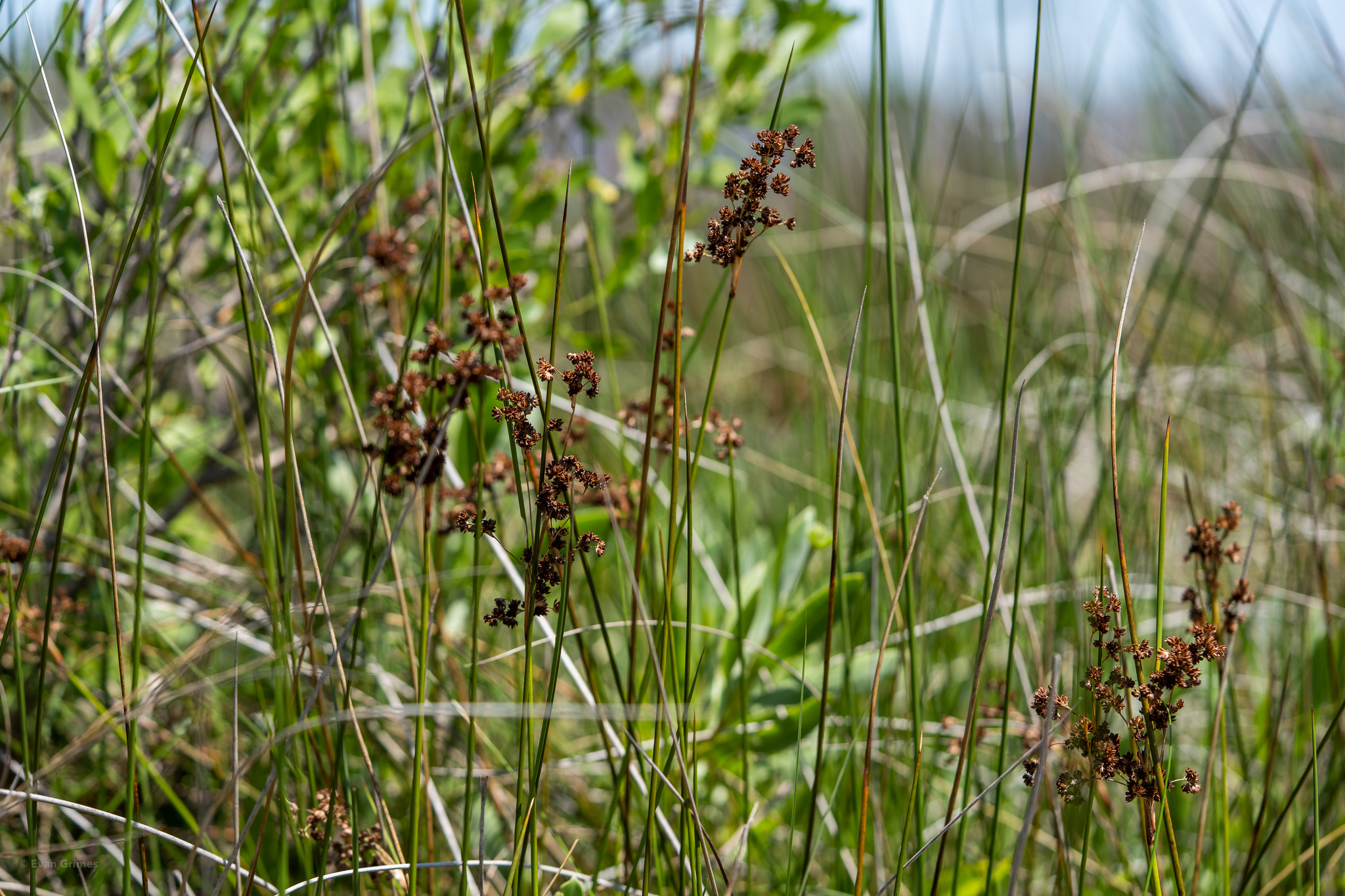 A photo of a black needlerush plant A photo of a black needlerush plant
