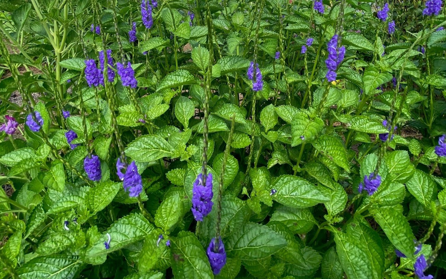A photo of a blue porterweed plant A photo of a blue porterweed plant