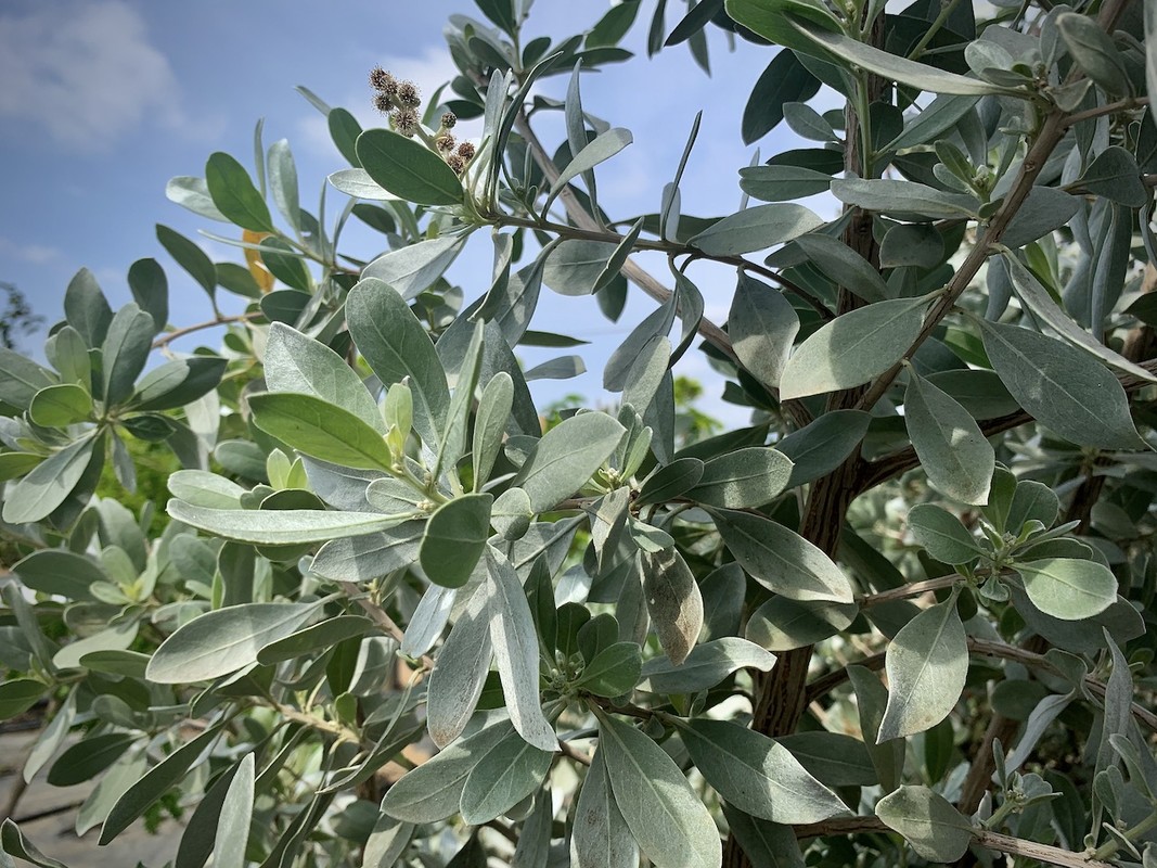 A photo of a buttonwood plant A photo of a buttonwood plant