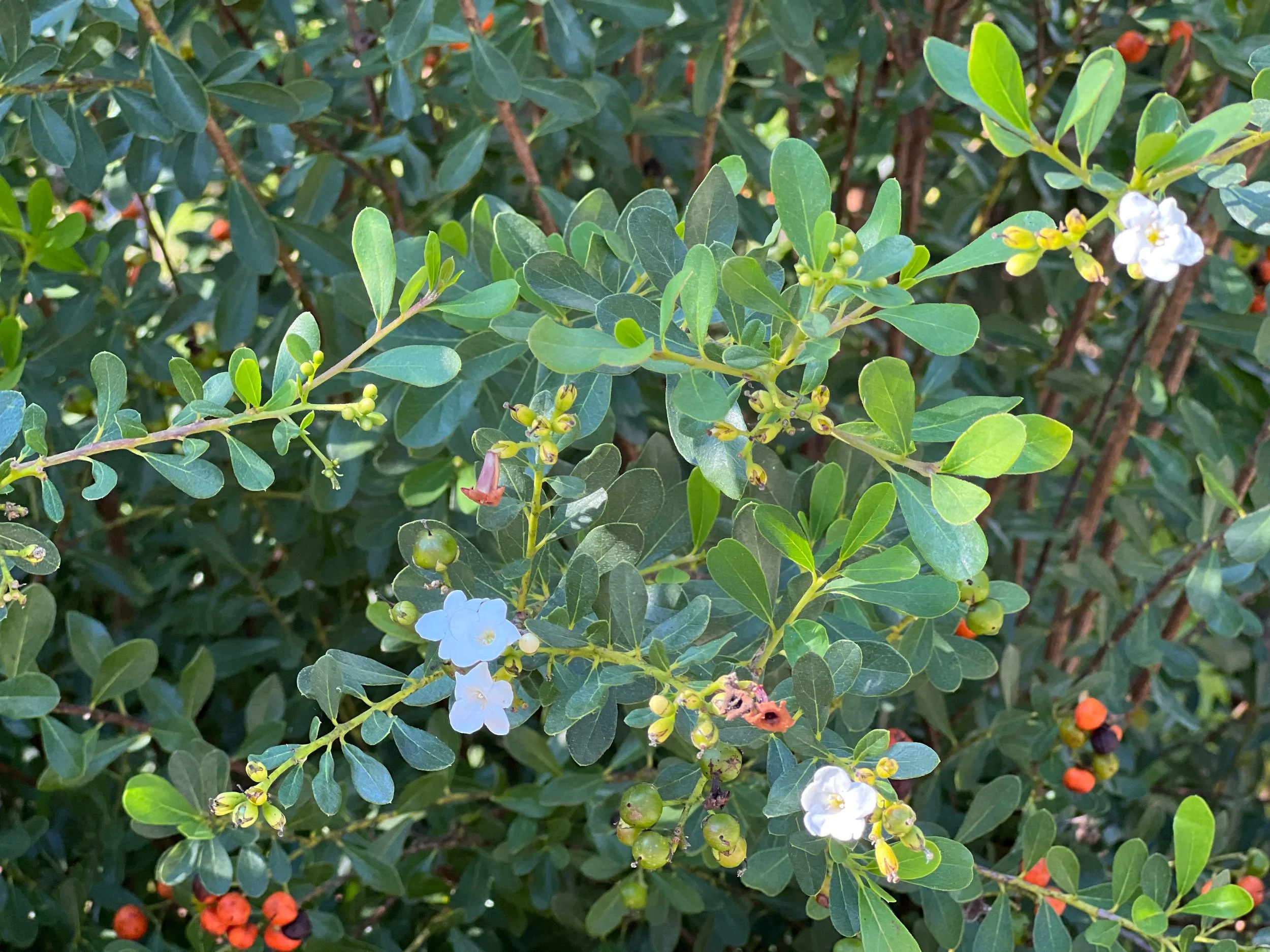 A photo of a christmasberry plant A photo of a christmasberry plant
