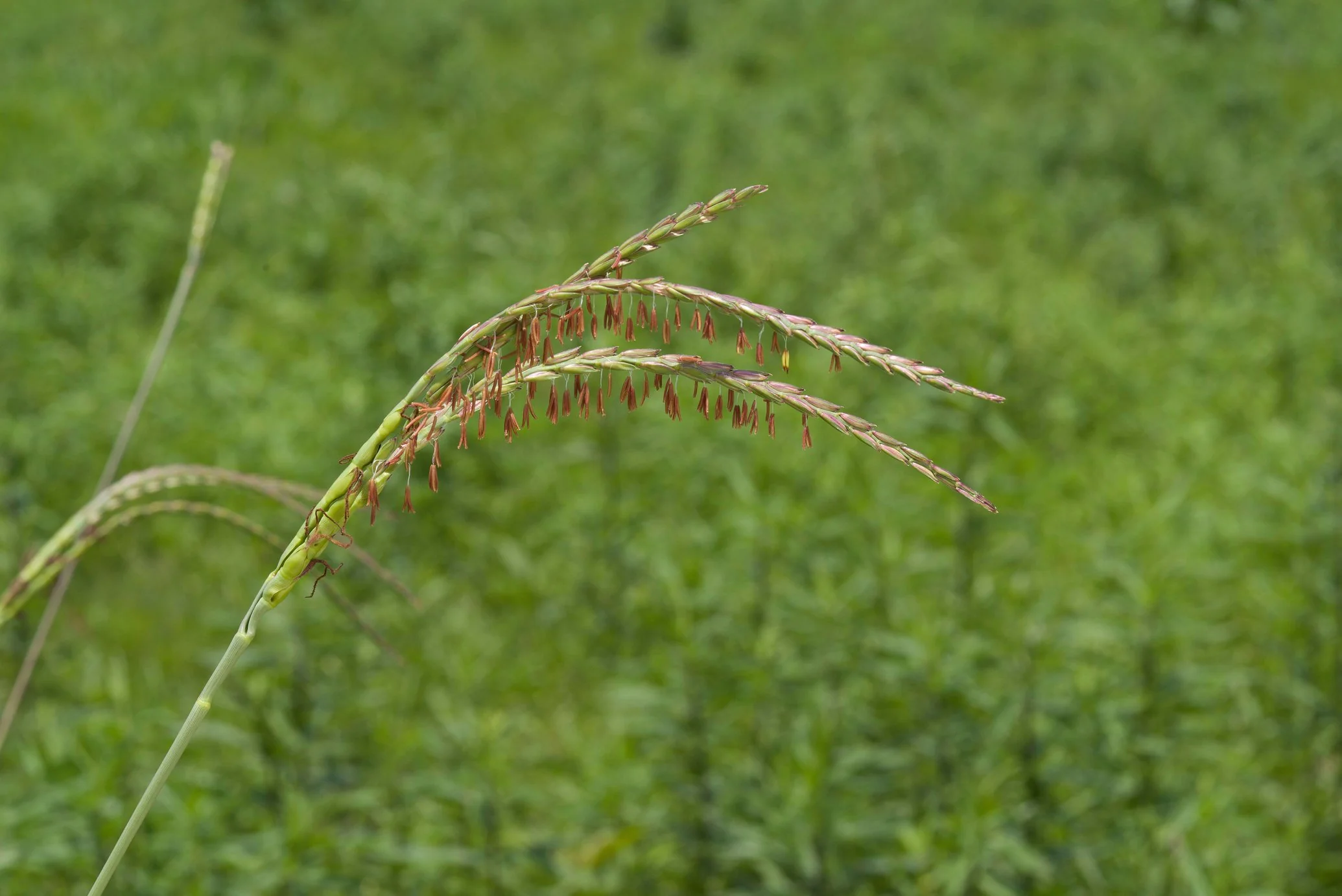 A photo of a fakahatchee grass plant A photo of a fakahatchee grass plant