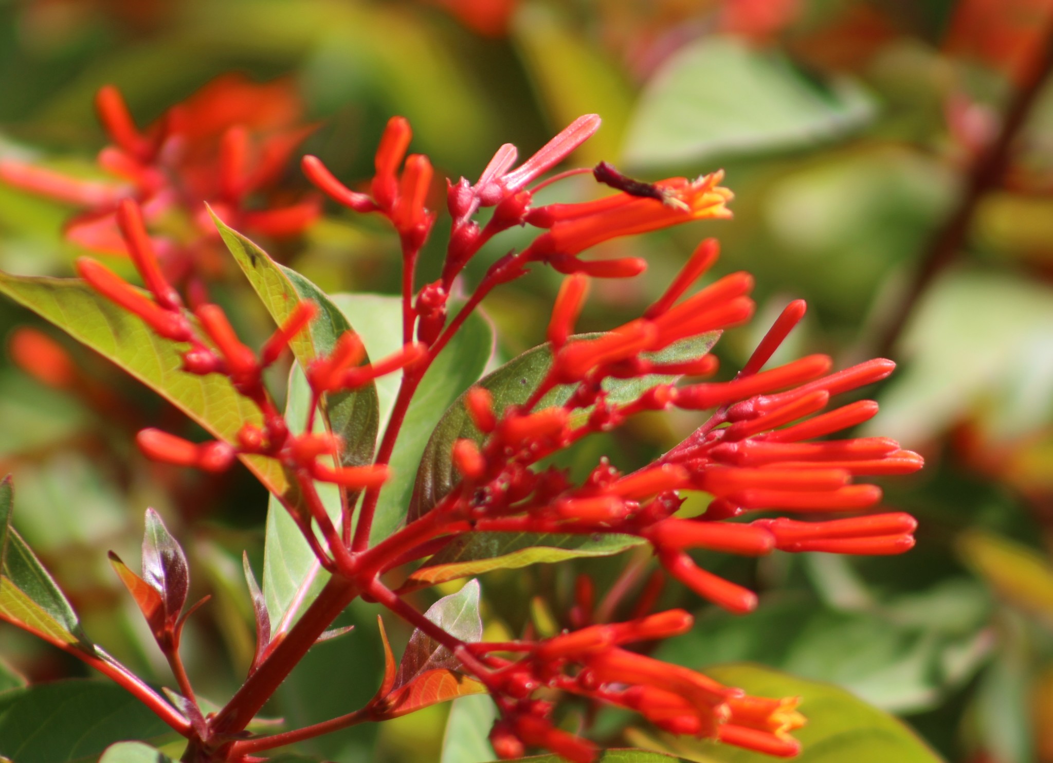 A photo of a firebush plant A photo of a firebush plant
