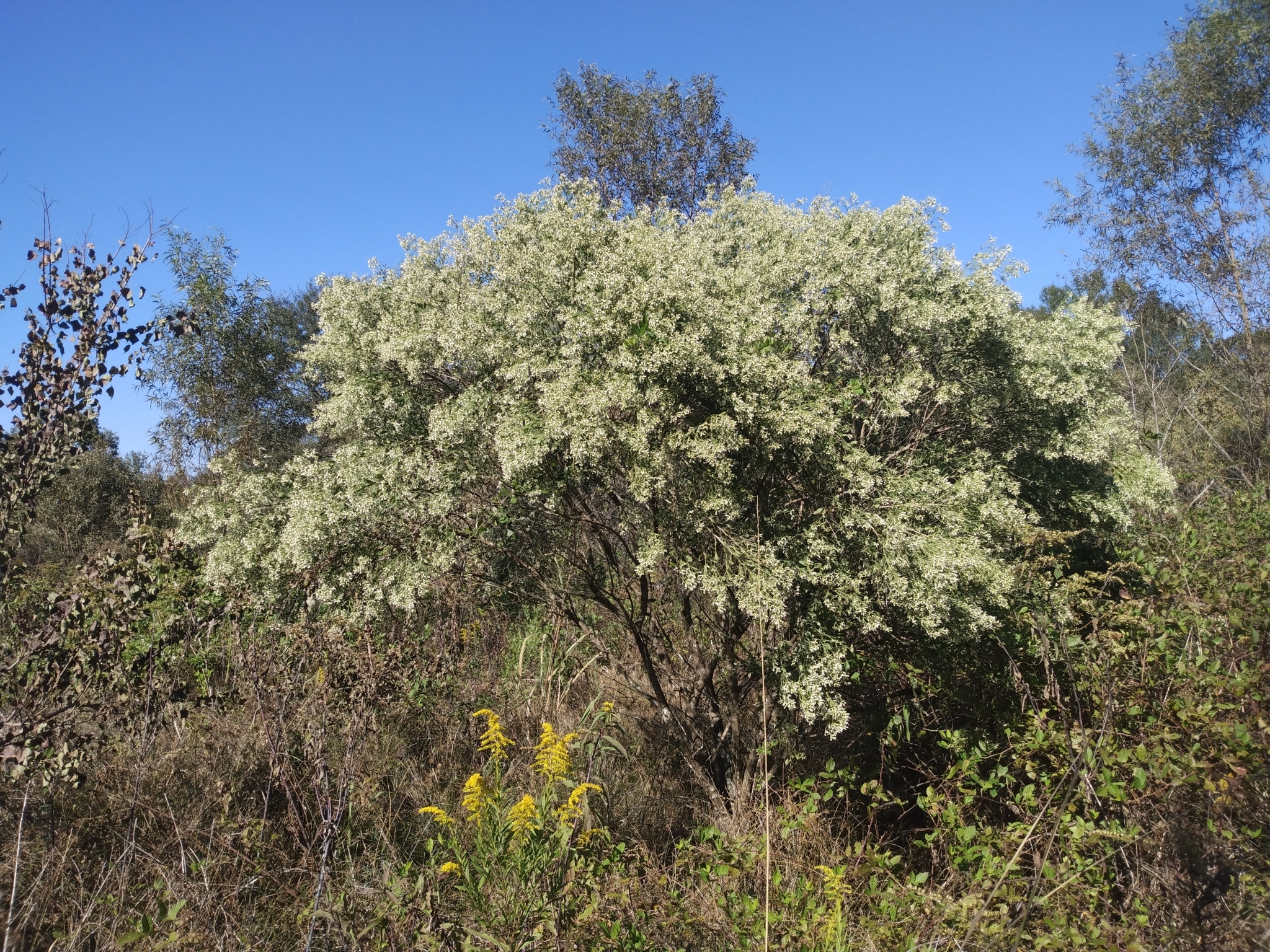 A photo of a groundsel bush plant A photo of a groundsel bush plant