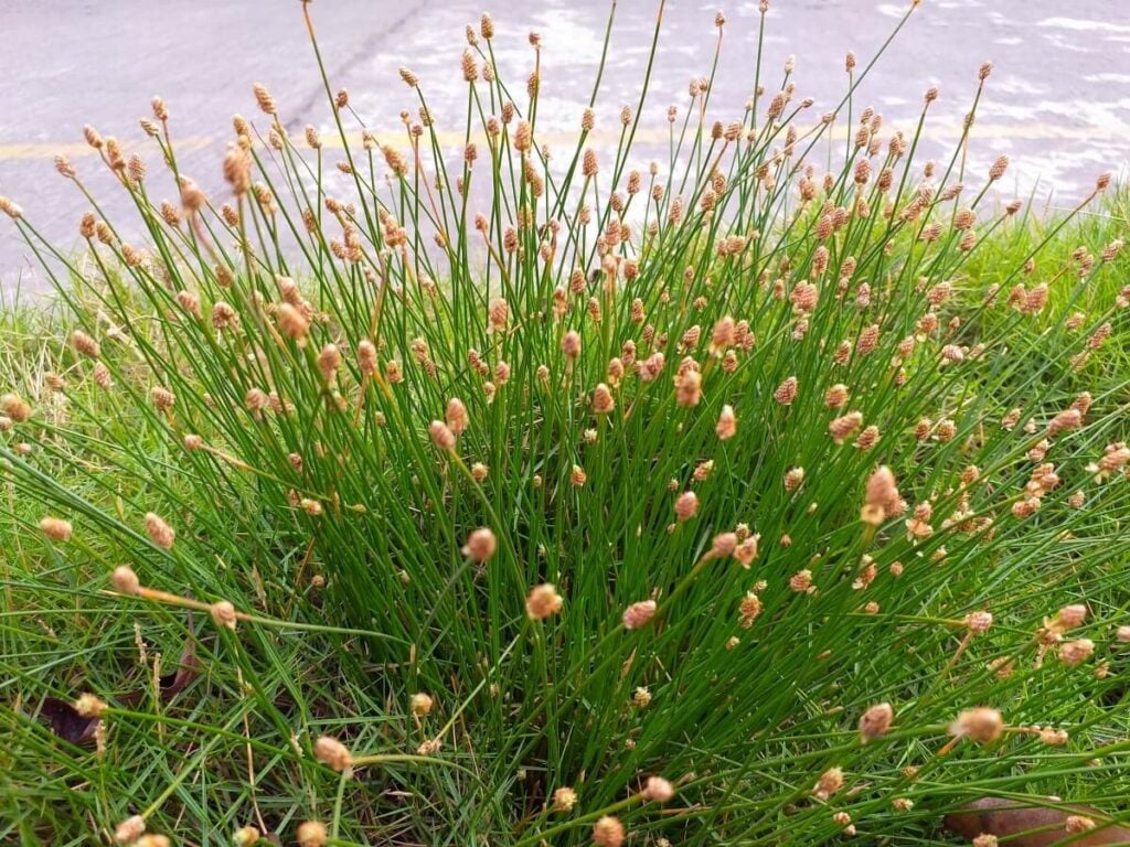 A photo of a gulf coast spikerush plant A photo of a gulf coast spikerush plant