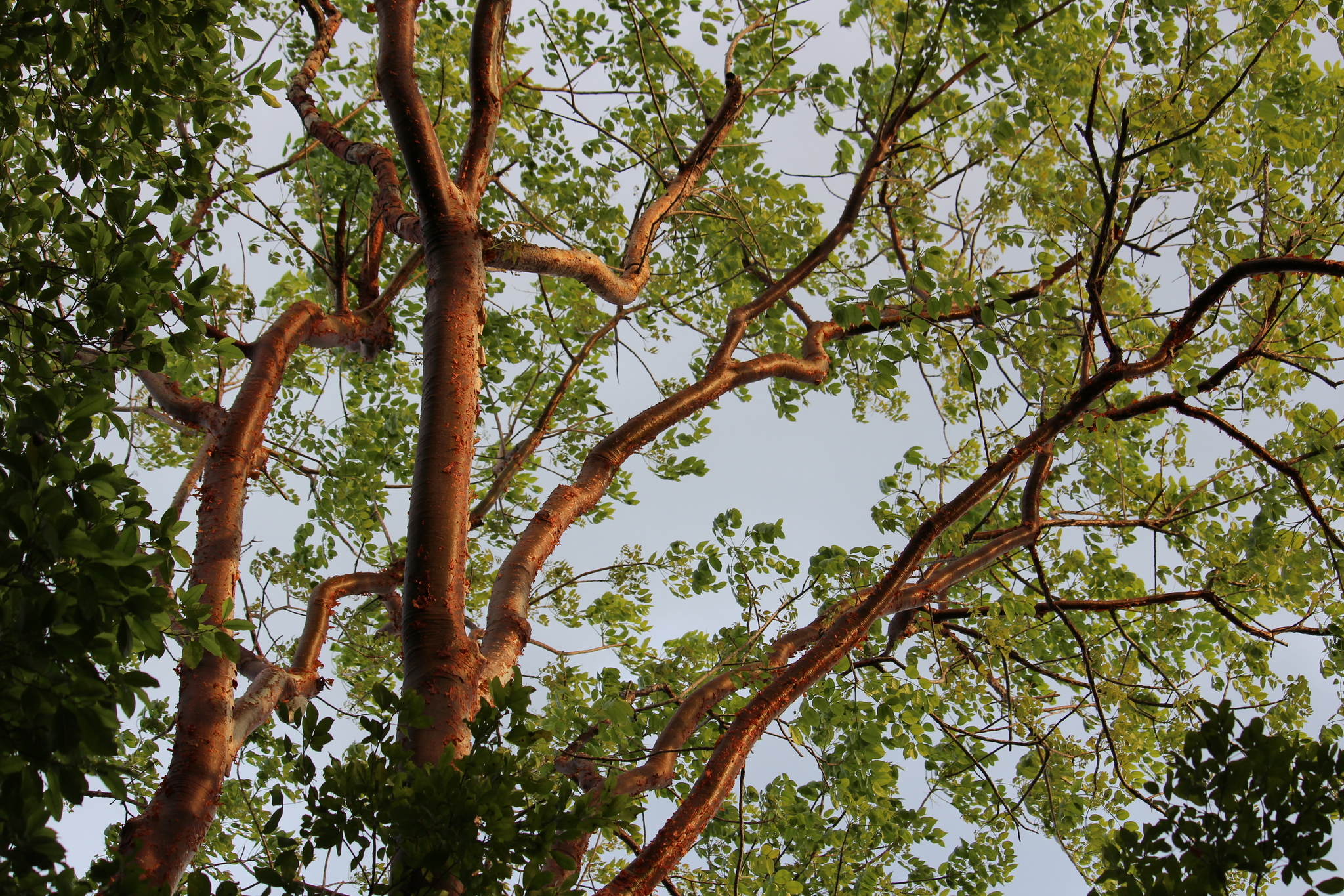 A photo of a gumbo limbo plant A photo of a gumbo limbo plant