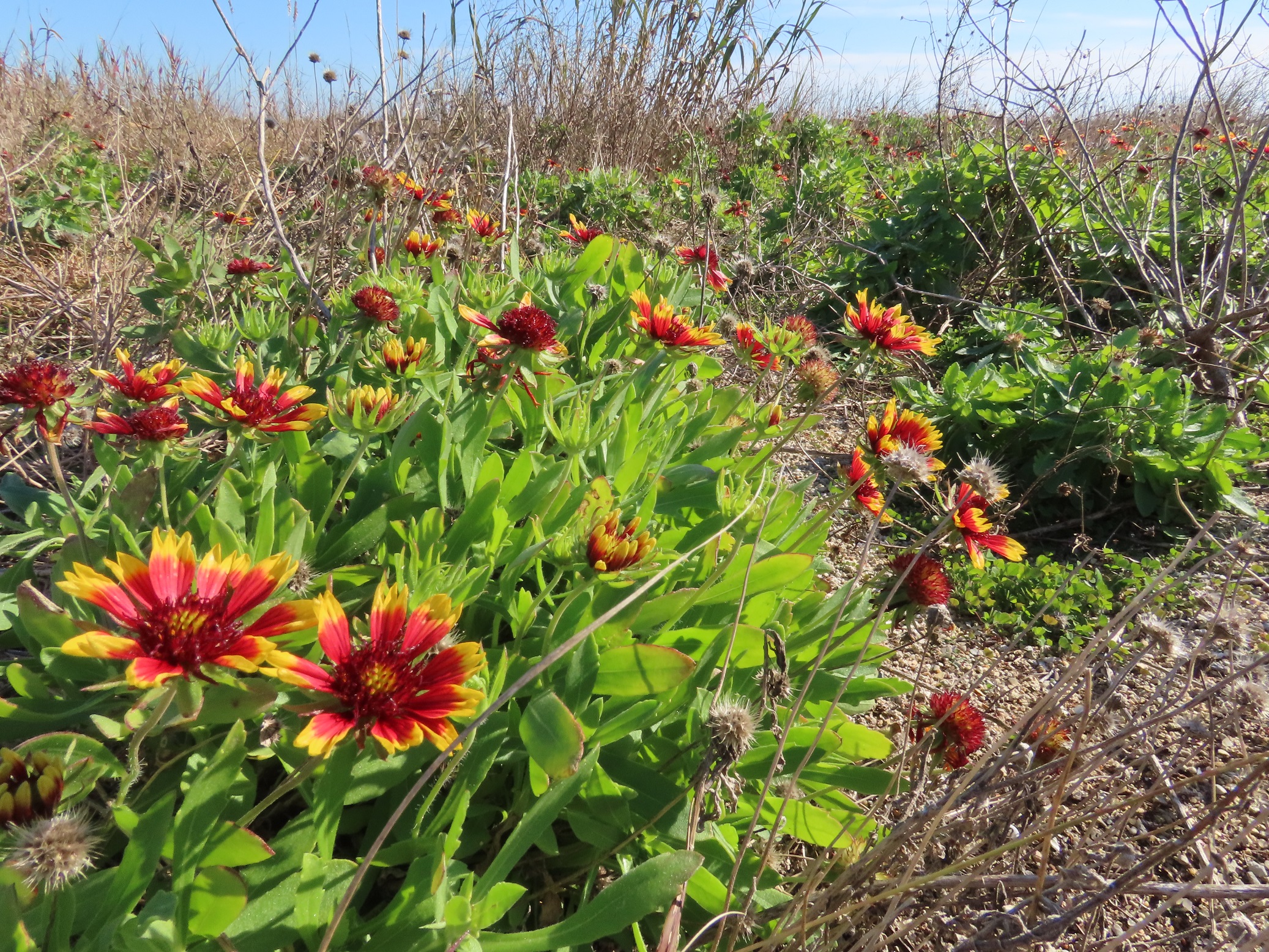 A photo of an indian blanket plant A photo of an indian blanket plant