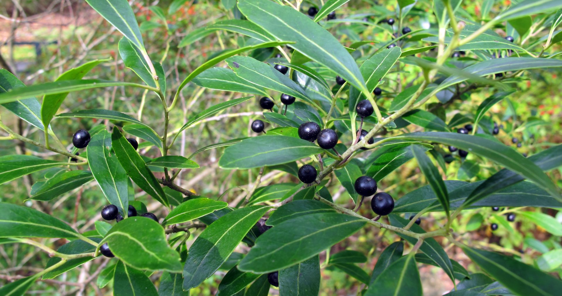 A photo of an inkberry plant A photo of an inkberry plant