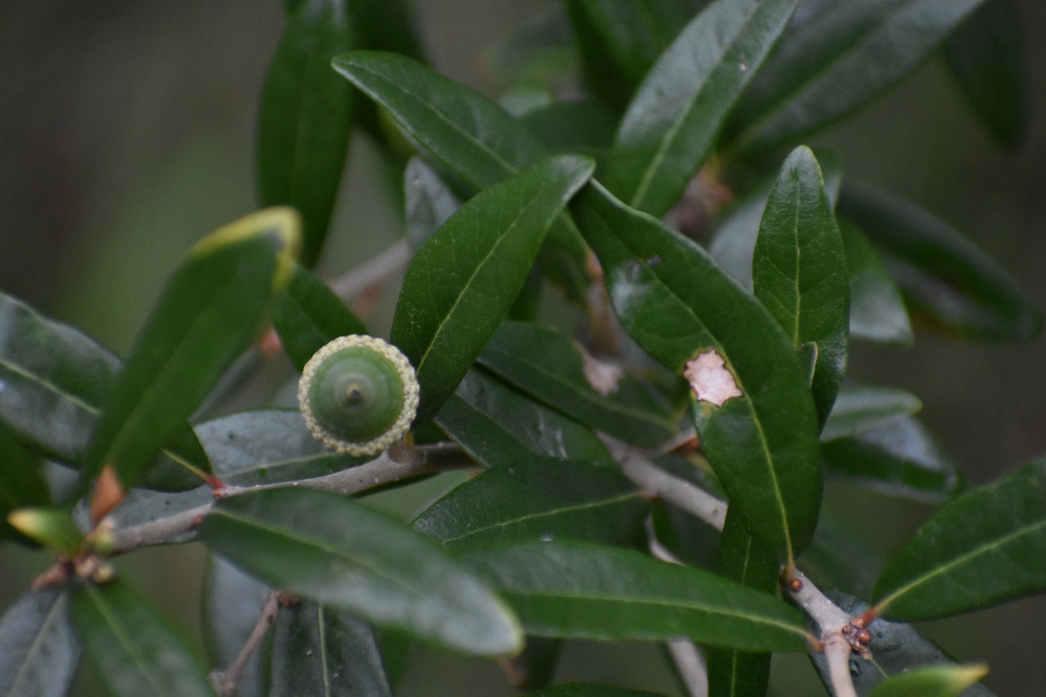 A photo of a live oak plant A photo of a live oak plant