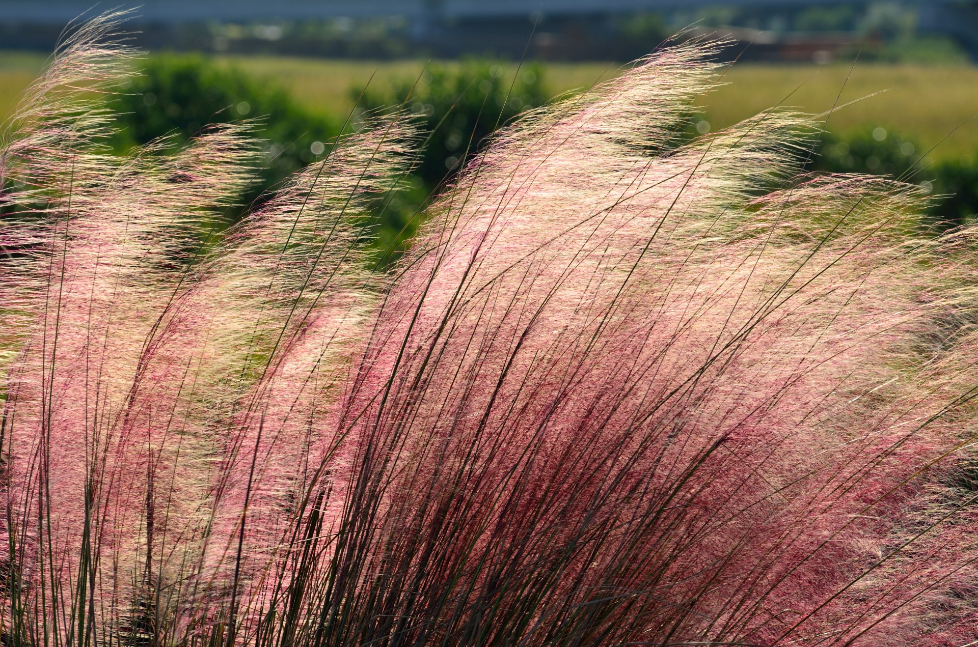 A photo of a muhly grass plant A photo of a muhly grass plant