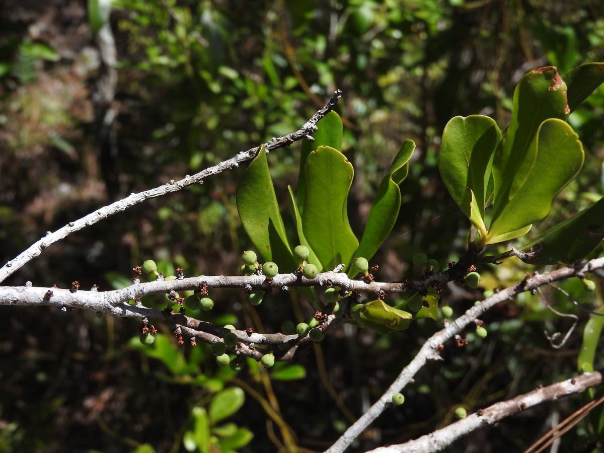 A photo of a myrsine plant A photo of a myrsine plant