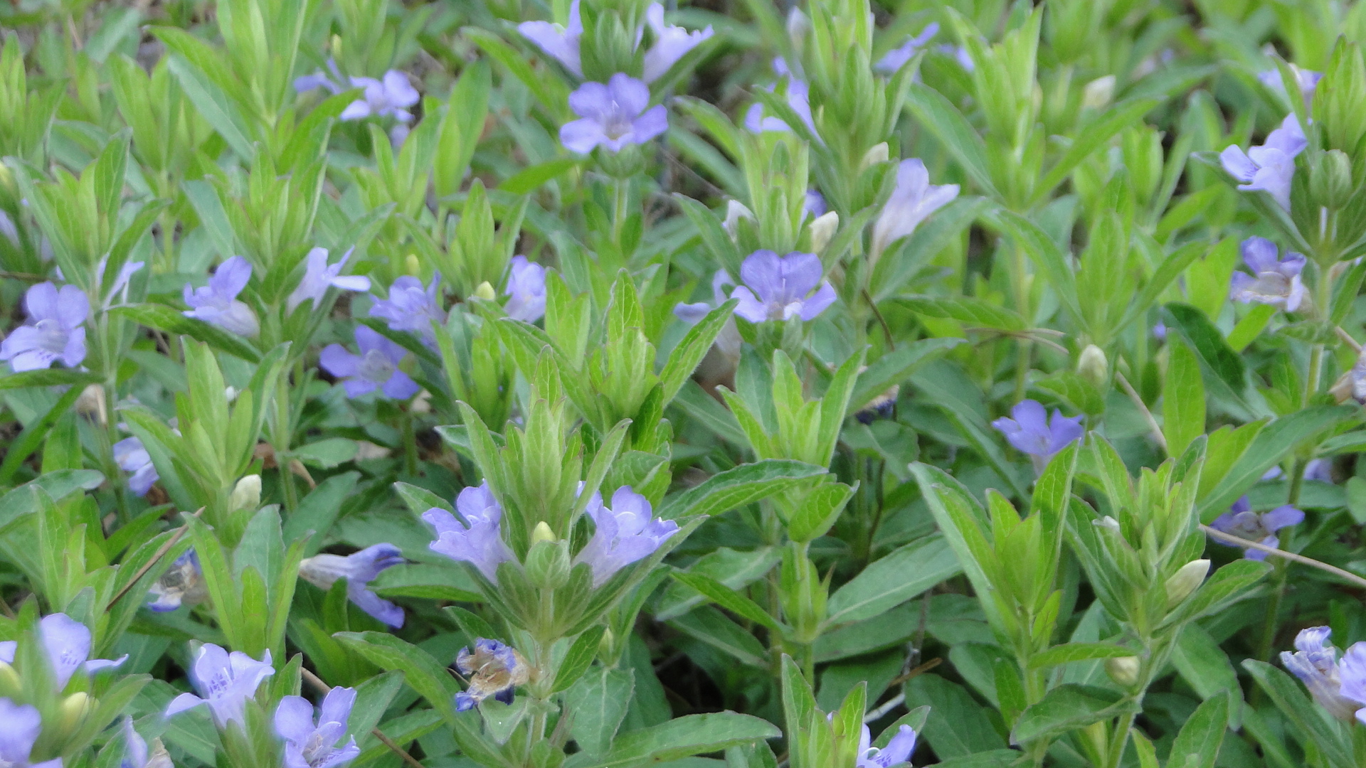 A photo of an oblongleaf twinflower plant A photo of an oblongleaf twinflower plant