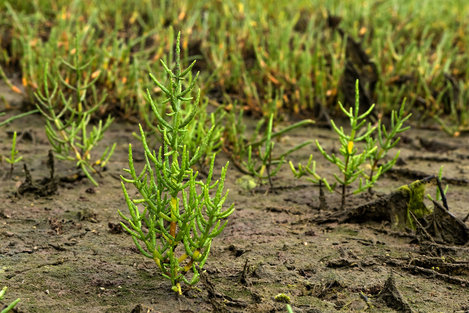 A photo of a perennial glasswort plant A photo of a perennial glasswort plant