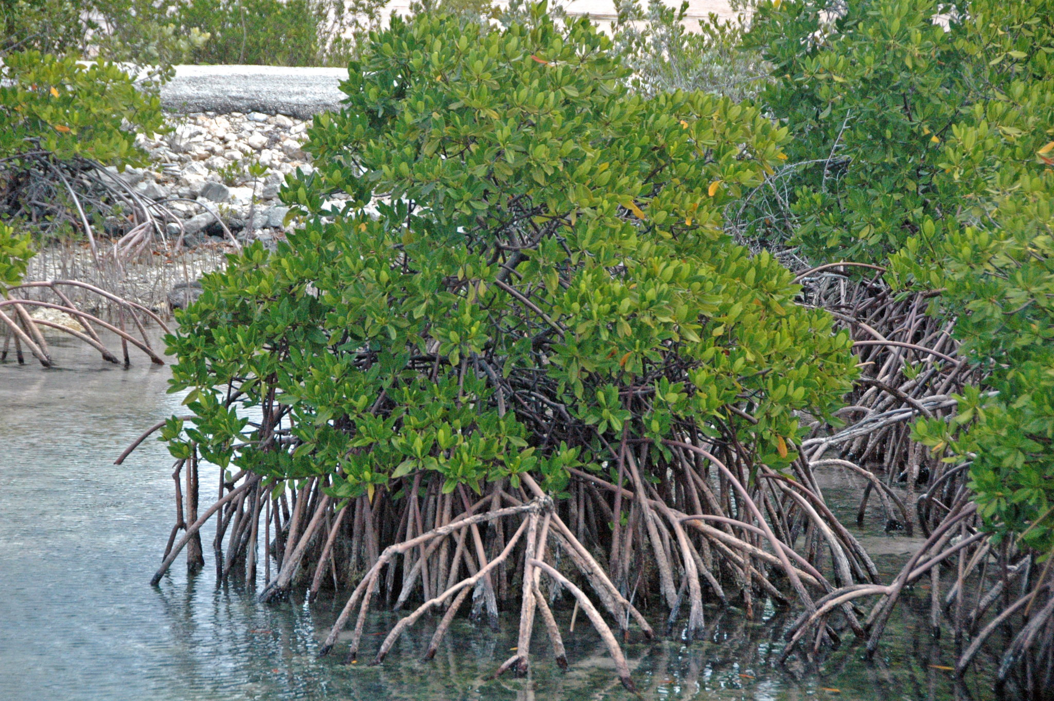 A photo of a red mangrove plant A photo of a red mangrove plant