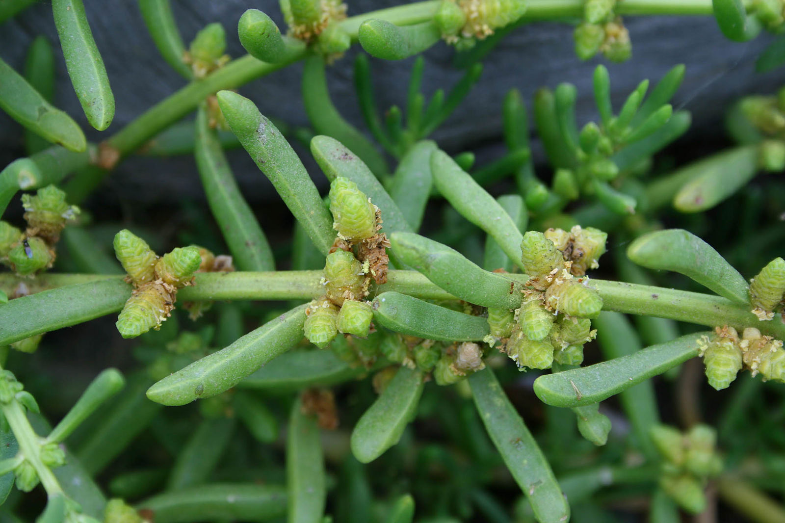 A photo of a saltwort plant A photo of a saltwort plant