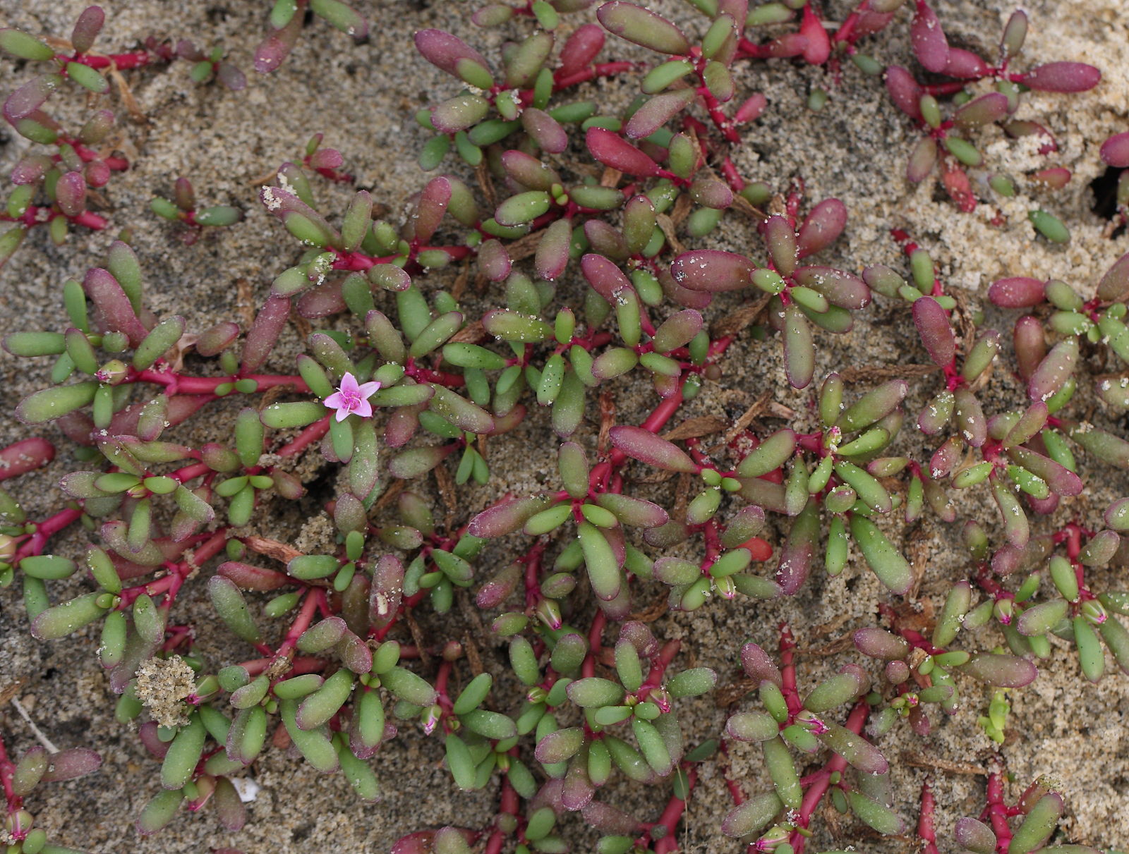A photo of a sea purslane plant A photo of a sea purslane plant